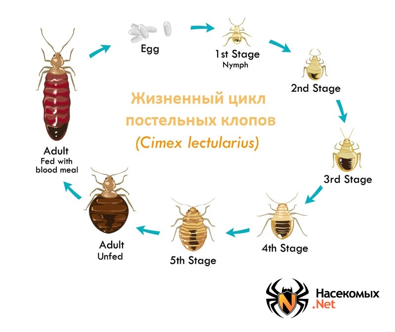 Постельный Клоп Фото Размеры